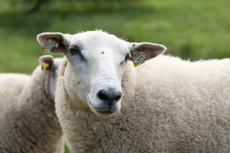 Dönardalens Delikatesser