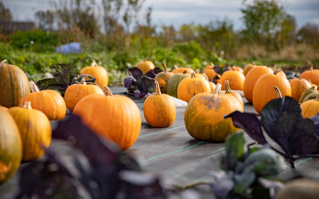 Hule Trädgård & Musteri