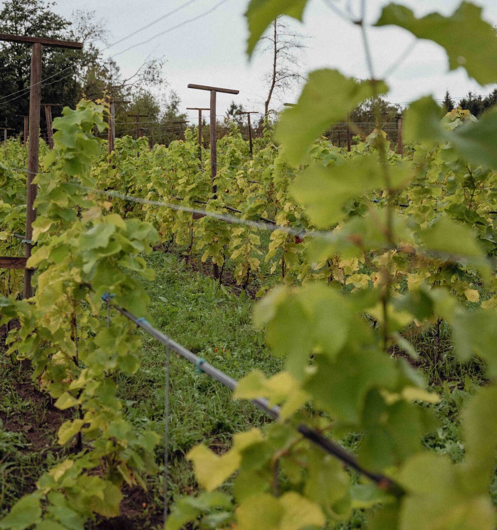 Vinrankor på Stora Berg Vin i Halland.
